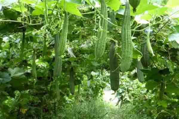 Ridge Gourd